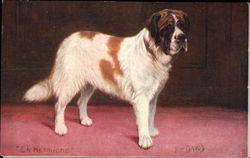 St. Bernard on Red Carpet Saint Bernards Postcard Postcard