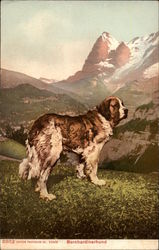 St. Bernard Dog in Alpine Setting Postcard