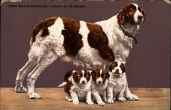 St. Bernard with 3 Puppies Postcard