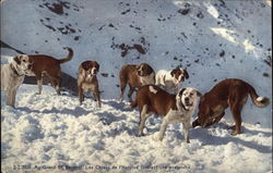 St. Bernard Dogs - Searching an Avalanche Saint Bernards Postcard Postcard