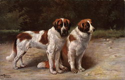 Two St. Bernard Dogs Postcard