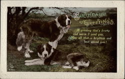 Birthday Greetings Saint Bernards Postcard Postcard