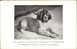 St. Bernard Puppy Saint Bernards Postcard Postcard