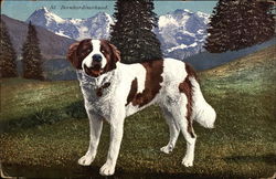 St. Bernard Dog Poses, With Snowy Mountains in Background Saint Bernards Postcard Postcard