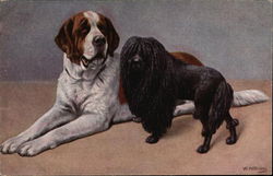 St. Bernard and Black Poodle Saint Bernards Postcard Postcard