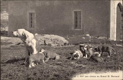 Dog with 7 Puppies (Photo) Saint Bernards Postcard Postcard