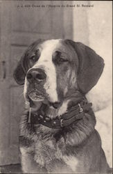 Saint Bernard Dog Saint Bernards Postcard Postcard