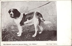 The Smooth Coated St. Bernard Bitch "Ch. Viola" Postcard