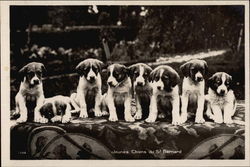 St. Bernard Puppies Postcard