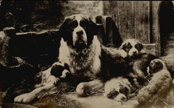 St. Bernard and Puppies Saint Bernards Postcard Postcard