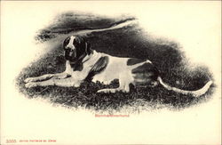 Bernhardinerhund Postcard