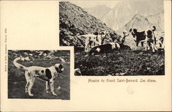 Hospice du Grand Saint-Bernard Postcard