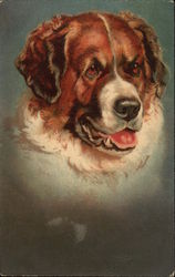 Saint Bernard Dog Postcard