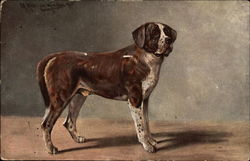 Brown and White Dog Saint Bernards Postcard Postcard