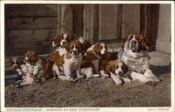 Bernhardinerfamilie - Noblesse de Race St-Bernhard Saint Bernards Postcard Postcard