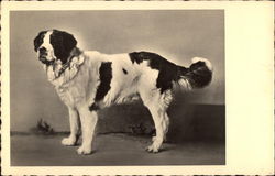 Portrait of a St. Bernard Saint Bernards Postcard Postcard