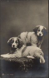 Two Saint Bernard Puppies Postcard