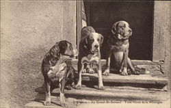 Three Dogs on Steps Postcard