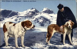 Man with Two Saint Bernards on Snowy Background Postcard Postcard