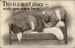 St. Bernard Puppy - This Is A Quiet Place - Wish You Were Here Postcard