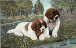 Two St. Bernard Puppies Saint Bernards Postcard Postcard