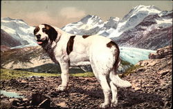 St. Bernard with Snowy Mountains Saint Bernards Postcard Postcard