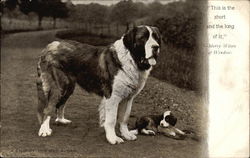 A Chop of the Old Block Saint Bernards Postcard Postcard