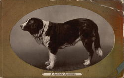 Brown and White Dog Saint Bernards Postcard Postcard