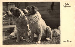 Two Saint Bernards Postcard Postcard