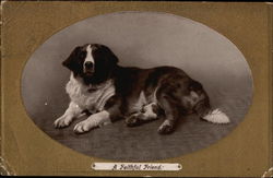 St. Bernard (Photo) Saint Bernards Postcard Postcard