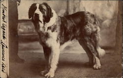 Saint Bernard Dog Saint Bernards Postcard Postcard