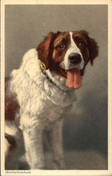 St. Bernard Postcard