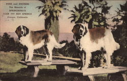 Duke and Duchess Postcard