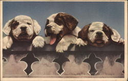 Three Brown and White Puppies Postcard