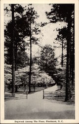 Dogwood among The Pines Postcard