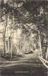 Maine Silver Birches Postcard