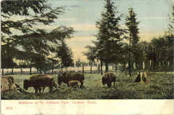 Buffaloes In Pt. Defiance Park Tacoma, WA Postcard Postcard