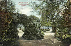 A Shady Walk In Point Defiance Park Tacoma, WA Postcard Postcard