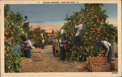 Picking Oranges New Orleans, LA Postcard Postcard