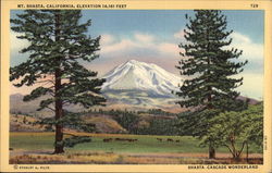 Mount Shasta California Postcard Postcard