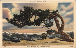 Storm Scarred Pine, Sentinel Dome, Yosemite National Park Postcard Postcard