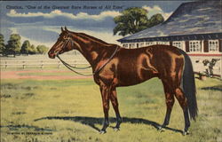 Citation, "One of the Greatest Race Horses of All Time" Postcard Postcard