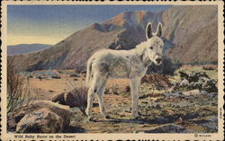 Wild Baby Burro on the Desert Postcard