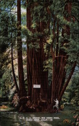 Y. M. C. A. group, Big Trees Park Postcard