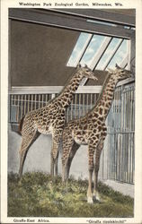 Giraffe - East Africa, "Giraffa tipplekirchii" - Washington Park Zoological Gardens Postcard