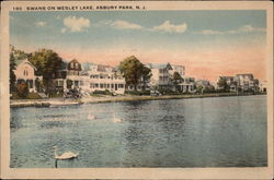 Swans on Wesley Lake Postcard