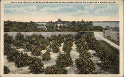 Solid Comfort, Glimpse of an Orange Grove and Homestead on the banks of a Florida river Postcard Postcard