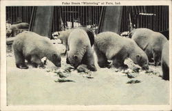 Polar Bears "Wintering" Peru, IN Postcard Postcard