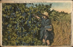 Grape Culture, One of Florida's Coming Crops Postcard