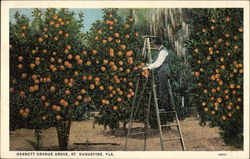 Garnett Orange Grove Postcard